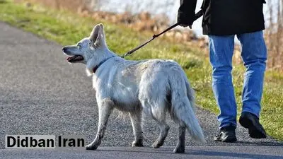 محبی، رئیس بیمارستان دامپزشکی تهران: در شهرهای مدرن جهان، داشتن حیوان خانگی یکی از حقوق شهروندی است/ نمی‌توان هرگونه نگهداری از حیوانات خانگی را یک پدیده غیرمحیط‌زیستی دانست/ شهرداری تهران باید درباره معضل سگ‌های رهاشده پاسخگو باشد، نه منتقد