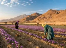 ۵ مانع اصلی صادرات زعفران ایرانی؛ چرا طلای سرخ در دام سیاست‌های ارزی گرفتار شده است؟!