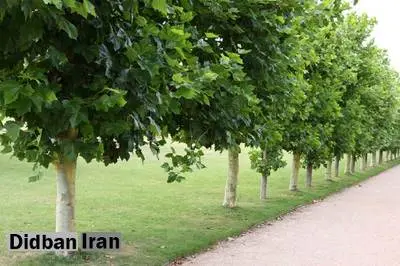 سرقت شبانه درختان در اصفهان تأیید شد!
