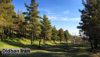 طرح زاکانی برای ساخت هتل در بوستان‌های جنگلی تهران