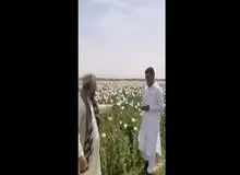 کاشت تریاک توسط طالبان در مرز ایران+فیلم 