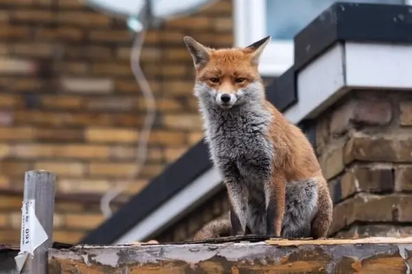 چرا روباه‌ها در تهران حضور دارند؟ 
