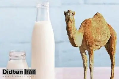 آیا شیر شتر شدت آسم را کاهش میدهد؟