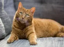 گربه‌ها چگونه افراد آشنا را شناسایی می‌کنند؟ تحقیق جدید پاسخ می‌دهد