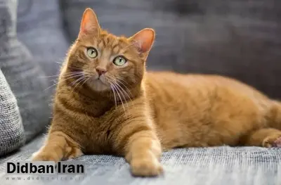 گربهها چگونه افراد آشنا را شناسایی میکنند؟ تحقیق جدید پاسخ میدهد