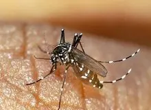 ابتلای ۶۶ تَن به بیماری تب دنگی در هرمزگان / ۳۲ درصد از افراد مبتلا به این بیماری کارگران ساختمانی، ۱۰ درصد زنان خانه دار و مابقی دانش آموز، دانشجو، پزشک، گوینده و معلم بودند