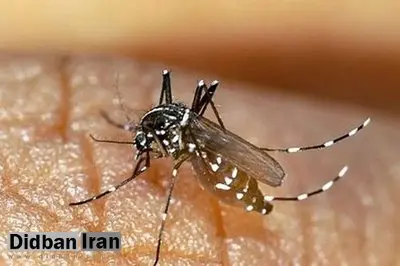 ابتلای ۶۶ تَن به بیماری تب دنگی در هرمزگان / ۳۲ درصد از افراد مبتلا به این بیماری کارگران ساختمانی، ۱۰ درصد زنان خانه دار و مابقی دانش آموز، دانشجو، پزشک، گوینده و معلم بودند