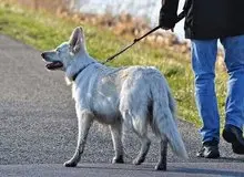 سگ‌گردانی در شهرستان‌های عنبرآباد و انار ممنوع شد