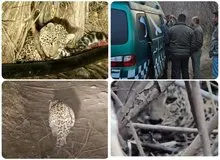 نجات یک قلاده پلنگ در فیروزکوه+فیلم 