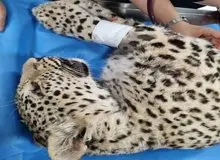 پلنگ زخمی البرز تلف شد