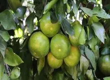 هشدار مهم؛ این نارنگی‌ها را اصلا نخرید