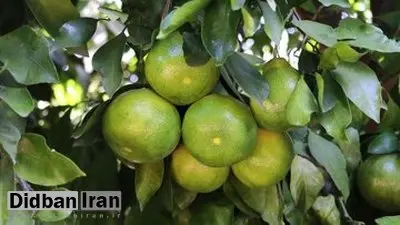 هشدار مهم؛ این نارنگیها را اصلا نخرید