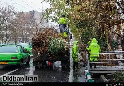 انتقاد عضو شورای شهر تهران از هرس درختانی که هنوز به خواب نرفته اند/ شهرداری: هر دختی را که هرس نمی کنیم