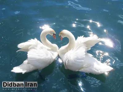 ماجرای دزدیدن قو ها در سرخرود مازندران/FILM