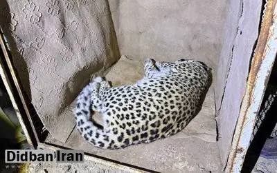 زنده‌گیری یک پلنگ سرگردان