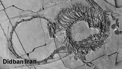 کشف فسیل ۲۴۰ میلیون ساله خزنده آبزی ملقب به «اژدها» در چین