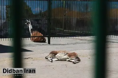 مرگ ۳ هزار حیوان در مراکز نگهداری حیوانات/۳ شهر مشهد، خرم‌آباد و تهران، رکورددار در تلف شدن حیوانات