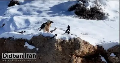 مشاهده «همای سعادت» در منطقه حفاظت‌شده قیصری چهارمحال‌ و بختیاری
