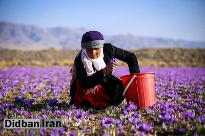 فایننشال تایمز:تولید امسال زعفران در ایران فاجعه بود