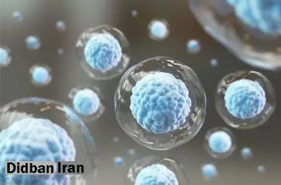 کشف محققان ژاپنی: سرکوب این پروتئین می‌تواند پیری را در سطح سلولی معکوس کند