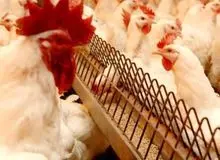 مرغداران نگران تأمین نهاده نباشند