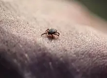 داستان شیوع ویروس جدید کنه‌ای در چین چیست؟