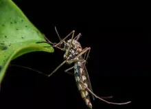 پشه‌ها چه رنگی را برای نیش زدن دوست دارند؟