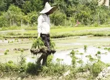 بیش از  ‌هزار هکتار از شالیزارهای شمال درگیر تنش آبی شدند