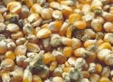 "آفلاتوکسین" چیست؟
