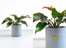 لیست پرفروش ترین گیاهان آپارتمانی VIP Shop منتشر شد!