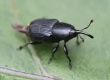 این دو موجود در جهنم هم زنده می‌مانند