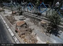 ورود سازمان بازرسی به موضوع قطع درختان خیابان ولیعصر تهران/ مقصر: مترو و گودبرداری‌ها