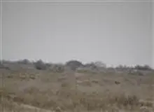 استمرار روند رو به رشد آمار جمعیت آهوان منطقه حفاظت شده مند شهرستان دیر