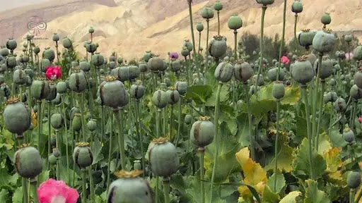 زمان کشت گیاهان مخدر پایه در ایران اعلام شد/ پیشنهاد کشت شقایق الیفرا و شاهدانه به رئیس‌جمهور