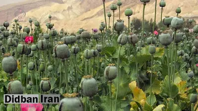 زمان کشت گیاهان مخدر پایه در ایران اعلام شد/ پیشنهاد کشت شقایق الیفرا و شاهدانه به رئیس‌جمهور
