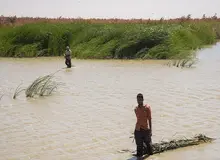 آواز پرندگان در تالاب‌های جازموریان و هامون+ فیلم  / ۲۰ سال خشکسالی در سیستان و بلوچستان  به پایان رسید