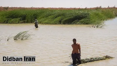 آواز پرندگان در تالاب‌های جازموریان و هامون+ فیلم  / ۲۰ سال خشکسالی در سیستان و بلوچستان  به پایان رسید