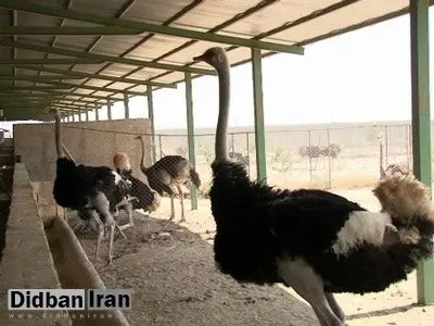 معاون وزیر جهاد کشاورزی: ایران دومین تولیدکننده شترمرغ در دنیاست/ صادرات 15 هزار تخته چرم شترمرغ در سال