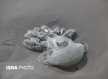 مرگ صدها عروس دریایی در ساحل بندرعباس/ محیط زیست: طبیعی است!