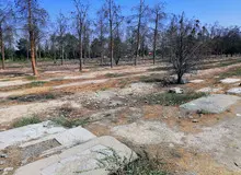  معاون شهردار تهران: «قطعه  ۴۱ قبور منافقین در بهشت‌ زهرا را تبدیل به پارکینگ برای استفاده مردم کردیم»+فیلم 