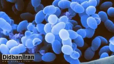 باکتری های روده اثربخشی درمان های جدید سرطان را افزایش می دهند