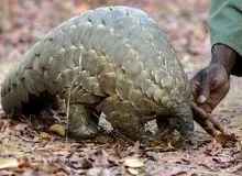 خفاش‌ها و پانگولین‌ها مدت‌ها میزبان کروناویروس بوده‌اند