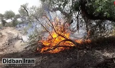 شناسایی ۶ نفر از عوامل آتش‌سوزی جنگل‌های لرستان