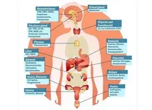 این شش هورمون قدرت تغییر زندگی شما را دارند+اسامی 
