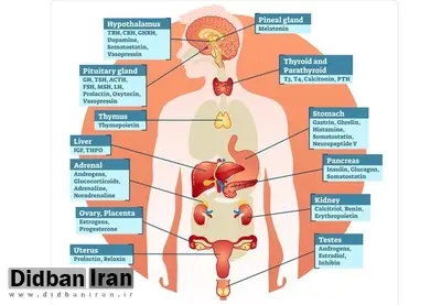 این شش هورمون قدرت تغییر زندگی شما را دارند+اسامی 