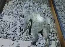 ۲ توله‌ خرس بر اثر برخورد با قطار در مرودشت فارس تلف شدند