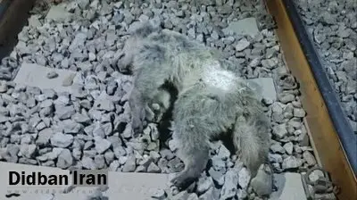 ۲ توله‌ خرس بر اثر برخورد با قطار در مرودشت فارس تلف شدند