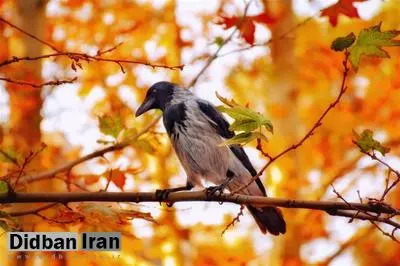 چرا کلاغ‌های تهران زیاد شده اند؟