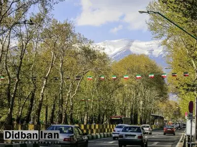 آیا چنارهای تهران احیا میشوند؟