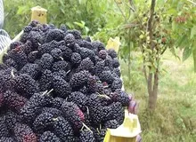 شاتوت میوه جادویی؛ از حفظ سلامت مغز تا جلوگیری از ابتلا به سرطان